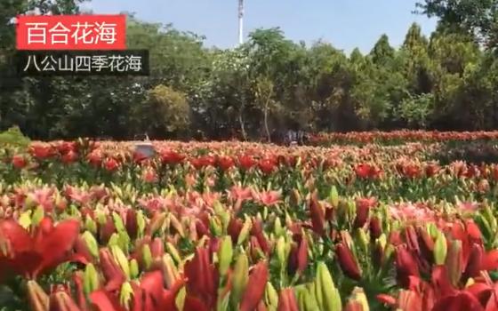 八公山風景區“四季花海”