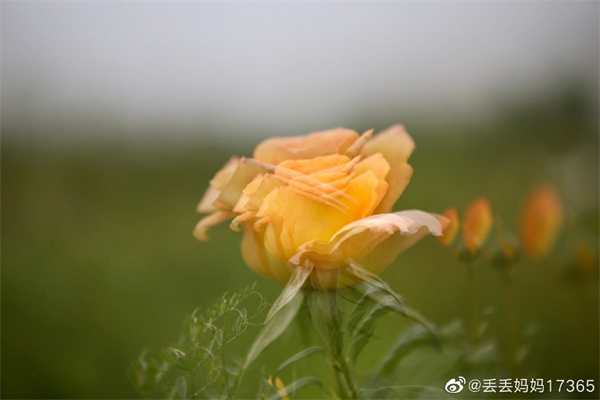 【圖說淮南】——只道花無十日紅，此花無日不春風